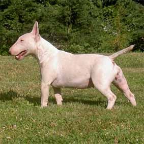 MINIATURE BULL TERRIER